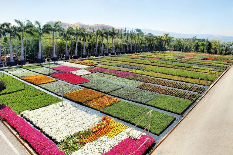 An afternoon at Exotica’s nursery Executive Bulletin