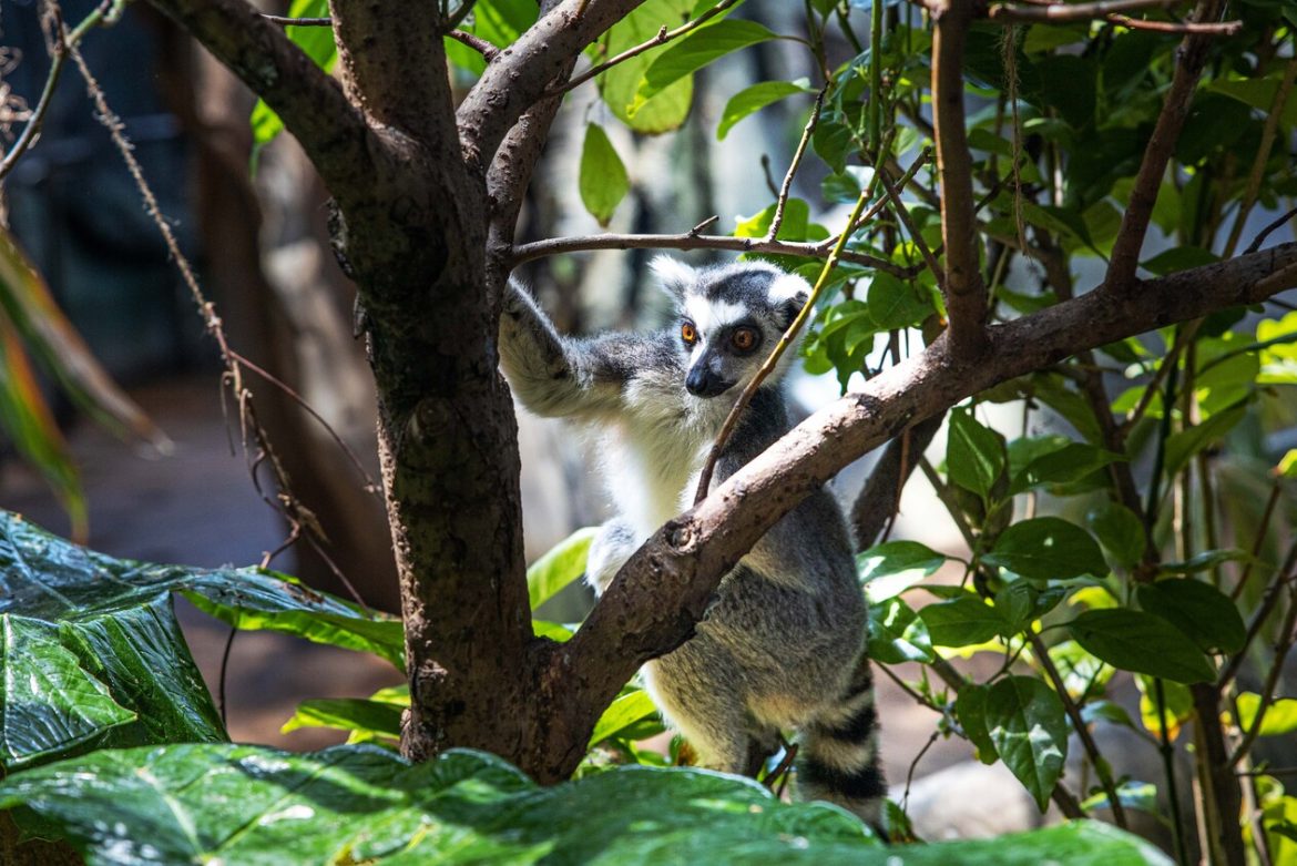 TGP_Lemur